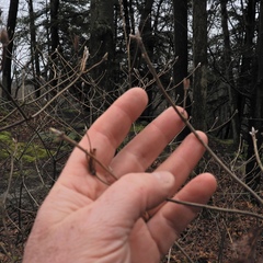 Rhododendron prinophyllum