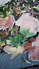 Solanum lycopersicum