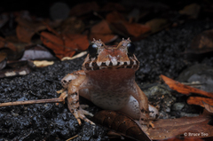 Limnonectes malesianus