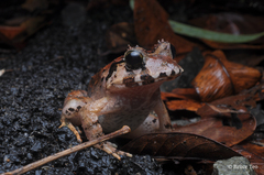 Limnonectes malesianus
