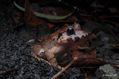 Limnonectes malesianus