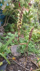 Deiregyne densiflora