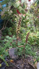 Deiregyne densiflora