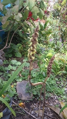 Deiregyne densiflora