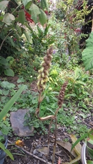 Deiregyne densiflora