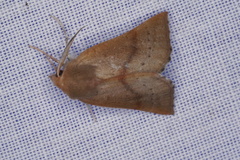 Lissomma postcarneata