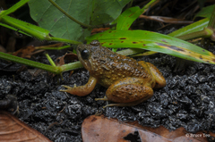 Limnonectes conspicillatus