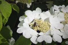 Helophilus antipodus