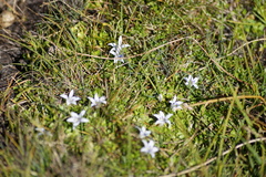 Lobelia ionantha