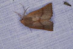 Lissomma postcarneata