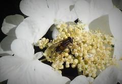 Helophilus antipodus