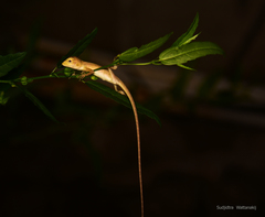 Calotes versicolor