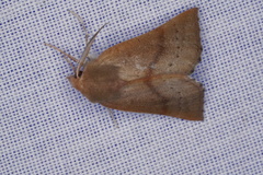 Lissomma postcarneata