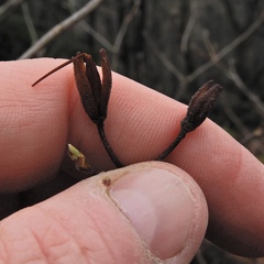 Rhododendron prinophyllum
