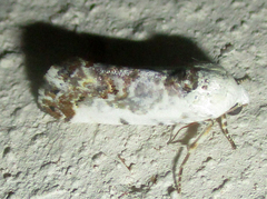 Acontia ectorrida