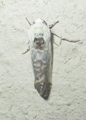 Acontia ectorrida