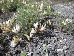Astragalus ionae