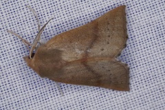 Lissomma postcarneata