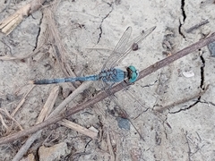 Diplacodes trivialis