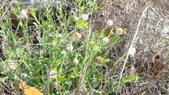 Erigeron strigosus strigosus