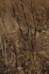 Erysimum hieraciifolium