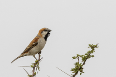 Passer motitensis