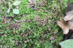 Fossombronia longiseta