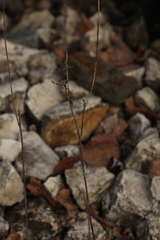 Erysimum hieraciifolium
