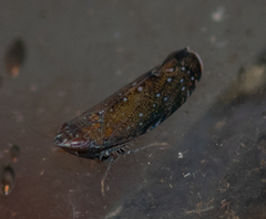 Scaphytopius nigrifrons