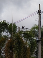 Anthracoceros albirostris