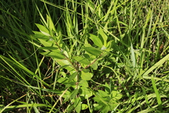 Amsonia repens