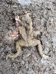 Bufo verrucosissimus