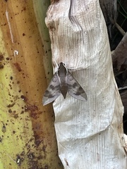 Gnathothlibus erotus