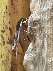 Gnathothlibus erotus