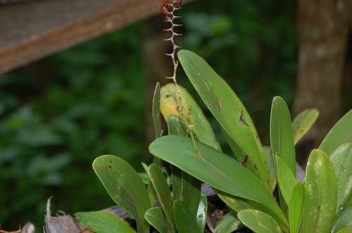 Stelis immersa, photograph 5
