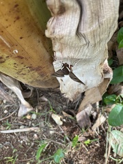 Gnathothlibus erotus