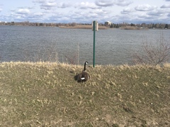 Branta canadensis