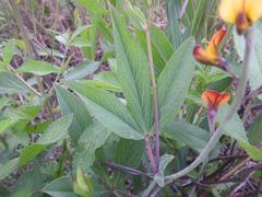 Argyrolobium robustum