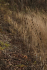 Erysimum hieraciifolium