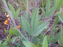 Argyrolobium robustum