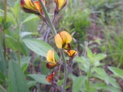 Argyrolobium robustum