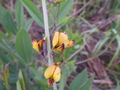 Argyrolobium robustum