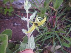 Brachystelma macropetalum