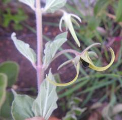 Brachystelma macropetalum