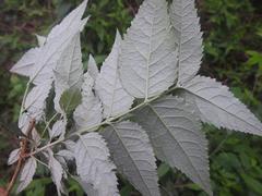 Buddleja auriculata