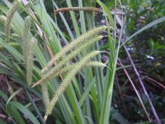 Carex mossii