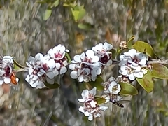 Leptospermum erubescens
