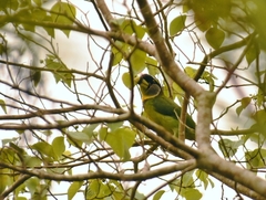 Psilopogon pyrolophus