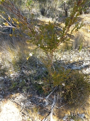 Leptospermum erubescens