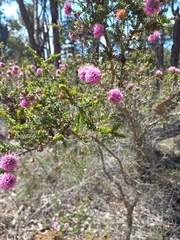 Kunzea recurva